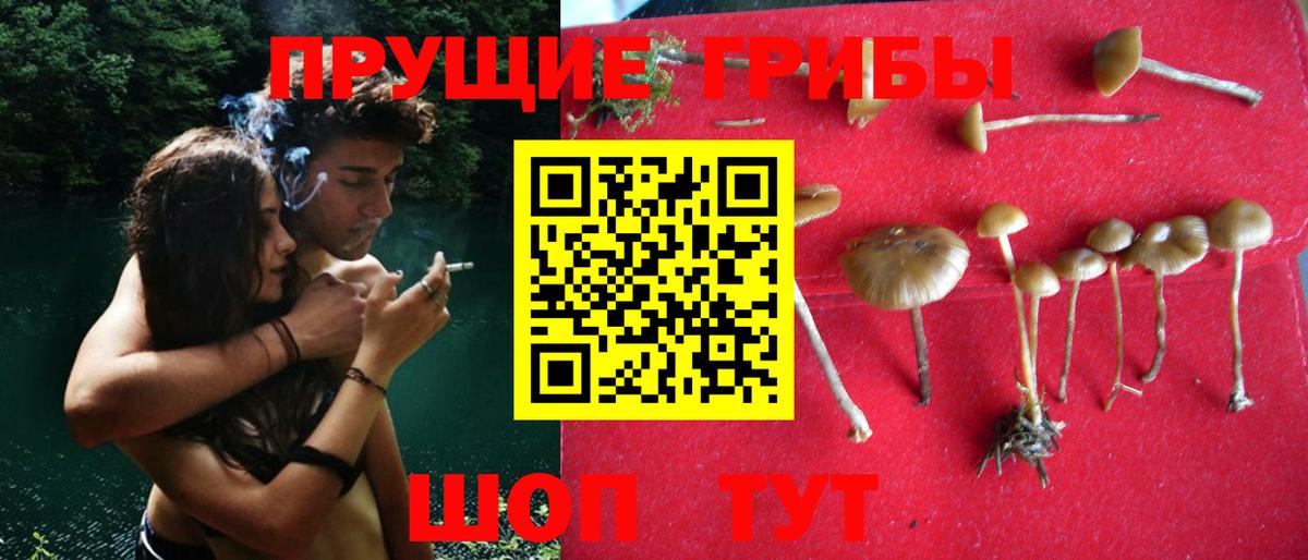 Бор  Псилоцибиновые грибы Cubensis  Вход с VPN 