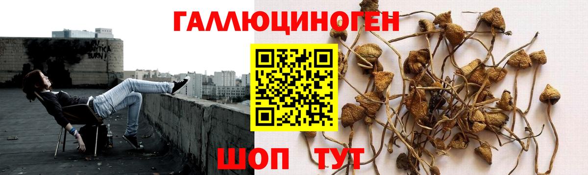 Галлюциногенные грибы Psilocybe Бор